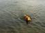Nova scotia duck tolling retriever Simba - Ude og bade ;-)