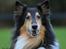 Collie langhåret Simba - sov sødt min skat!