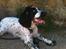 Cocker spaniel charlie