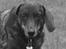 Gravhund Tilde <3 venindes hund <3 - Tilde mus