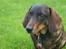 Gravhund Tilde <3 venindes hund <3