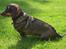 Gravhund Tilde <3 venindes hund <3