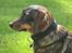 Gravhund Tilde <3 venindes hund <3