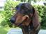 Gravhund Tilde <3 venindes hund <3 - Velkommen til Tildes profil <3 Tag hende med et smil <3
