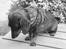 Gravhund Tilde <3 venindes hund <3