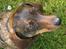 Gravhund Tilde <3 venindes hund <3