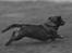 Gravhund Tilde <3 venindes hund <3