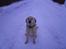 Labrador retriever R.I.P.  Finn Holger - Sød, var <3 <3