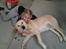 Labrador retriever R.I.P.  Finn Holger