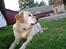 Labrador retriever R.I.P.  Finn Holger - Hvad var spændende?? <3