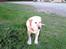 Labrador retriever R.I.P.  Finn Holger