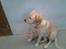 Labrador retriever R.I.P.  Finn Holger