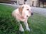 Labrador retriever R.I.P.  Finn Holger
