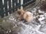 Pekingeser Jason - HALLO!! Skal vi snart ud at gå eller hva??: ) 