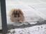Pekingeser Jason
