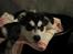 Alaskan malamute nala