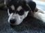 Alaskan malamute nala