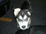 Alaskan malamute nala