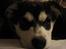 Alaskan malamute nala