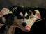 Alaskan malamute nala