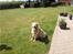 Blanding af racer Golden Retriver/Cocker Spaniel Manfred(Manse) - Manses far 