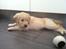 Blanding af racer Golden Retriver/Cocker Spaniel Manfred(Manse) - Manse 7 uger .. En uge før afhentning 