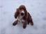 Blanding af racer Golden Retriver/Cocker Spaniel Manfred(Manse) - Manses mor 