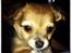 Chihuahua Holmbechs Alois