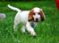 Cocker spaniel Althea