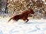 Irsk setter Cody R.F.S (run free sweetheart)  - Fuld fart i sneen