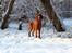 Irsk setter Cody R.F.S (run free sweetheart)  - Krokodillen i sneen