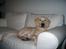 Blanding af racer ozzy ( modt. Parring) - ozzy 6mdr.