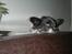 Blanding af racer Keld chihuahua/papillon