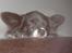 Blanding af racer Keld chihuahua/papillon - keld slappe helt af