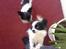 Blanding af racer Keld chihuahua/papillon - keld og hans mor