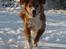 Nova scotia duck tolling retriever Chang - 16-01-2013
