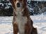 Nova scotia duck tolling retriever Chang - 16-01-2013
