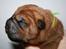 Shar pei Hubert - Nyfødt!