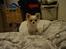 Chihuahua Mazey (Tut)