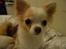 Chihuahua Mazey (Tut)