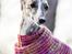 Whippet Benjamin - Januar 2013