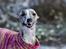 Whippet Benjamin - Januar 2013