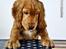 Cocker spaniel Kaylee - Kaylee til Fotograf :D