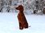 Irsk setter Cody R.F.S (run free sweetheart)  - Cody 5mdr