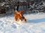 Cocker spaniel Dumle R.I.P - Fuld fart frem i sneen