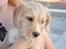 Blanding af racer Nala