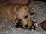 Blanding af racer Nala