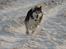 Blanding af racer Balto - På tur i sneen, lige noget for Balto