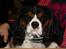 Cavalier king charles spaniel Basse Dion - Velkommen til Basse' profil :-) 
her er min smukke prins så :-) 
Håber I vil bedømme ham.