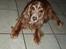 Cocker spaniel Lady <33